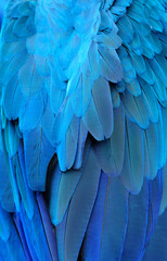 Fascinated feathers of Blue and Gold macaw parrot bird, an exoti