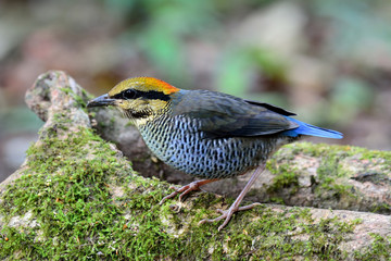 Female of Blue Pitta (Hydrornis cyaneus) the beautiful chubby gr