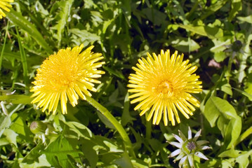 Dandelion close up on natural background 