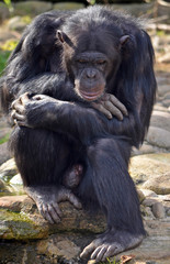Old male Chimpanzee in thoughtful pose