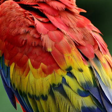 Fascinated feathers of Scarlet macaw parrot bird, red yellow and