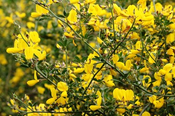 Yellow gorse in bloom at the Amalfi Coast in spring