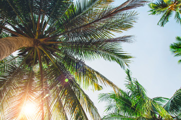 Fototapeta na wymiar Palm trees and bright sun on blue sky background