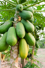 Fresh green papaya on tree.