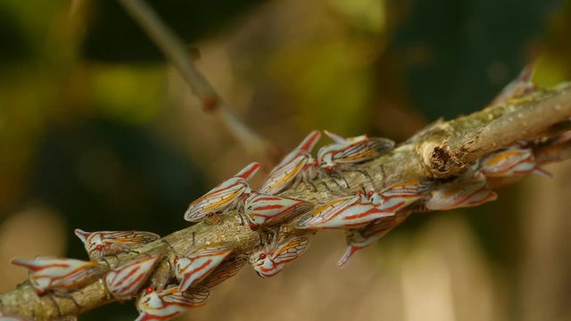 4K Oak Treehoppers (Platycotis vittata) 1