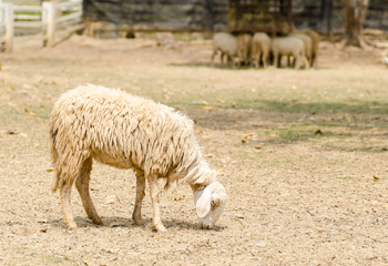 Fototapeta premium Close up of sheep in the farm