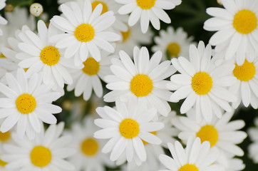 Fototapeta premium Beautiful daisy flower in the garden