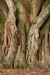knotted ficus tree trunk and aerial roots