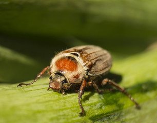 Cockchafer on green sheet