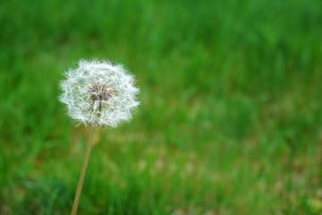 dandelion on green meadow in spring