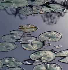 Reflected sunlight off water lily pads giving a metallic appearance on still water