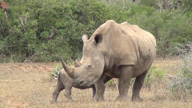 White Rhino - Calf suckles on mother in the African bush.