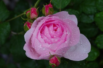 薔薇　雨に濡れて