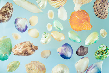 collection of seashells background