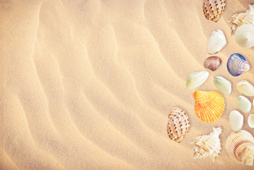 collection of seashells background