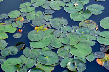 Green and yellow water lily (Lotus) pads floating on still blue pond water.