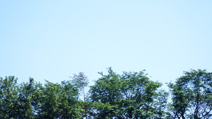 木