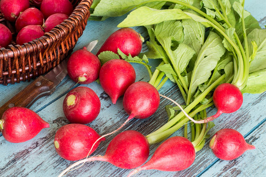 Fresh radishes.   Young fresh radishes on a blue wooden background.