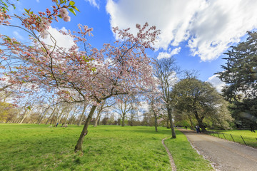 Beautiful landscape around Hyde Park