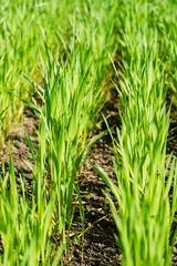 Green sprouts of wheat in the field