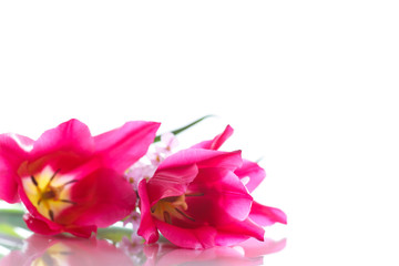 Bunch of beautiful tulips 