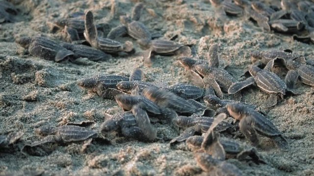 High angle view of leatherback turtle hatchlings scuttle down beach; Trinidad; Trinidad and Tobago