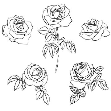 Set Rose sketch.
