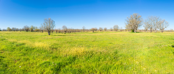 Obraz premium Green fields with trees over a blue sky. Spring and summer