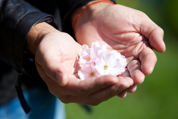 Man hands holding beautiful sacura flowers