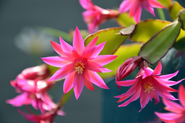 Vibrant pink Zygocactus flowers 