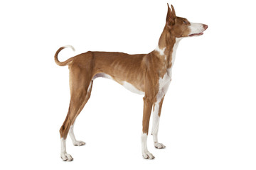 Podenco ibicenco dog