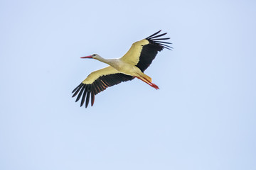 Obraz premium fliegender storch