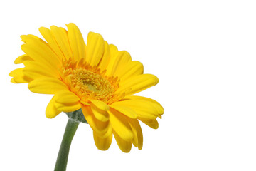fresh yellow gerbera daisy close up