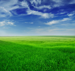 Obraz premium Green wheat in the field