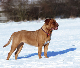 Big Dog - Dogue de Bordeaux in winter on snow