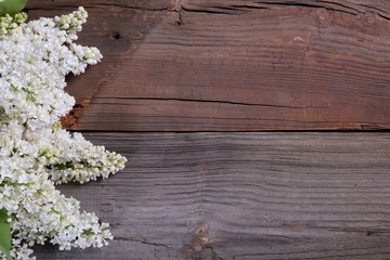 Kwiat bzu © fotodrobik