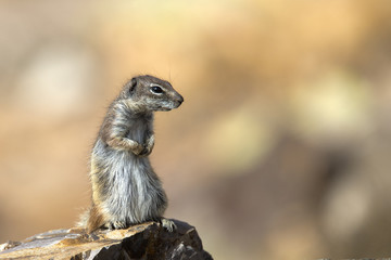 Barbary Ground Squirrel (Atlantoxerus getulus), Fuertaventura, Canary Islands, Spain.