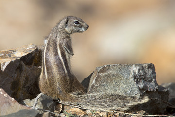 Obraz premium Barbary Ground Squirrel (Atlantoxerus getulus), Fuertaventura, Canary Islands, Spain.