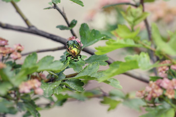 colorful rose chafer beetle on a blooming tree. Cetonia aurata