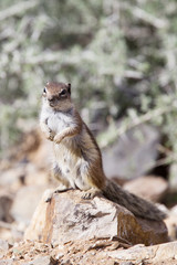 Obraz premium Barbary Ground Squirrel (Atlantoxerus getulus), female, Fuertaventura, Canary Islands, Spain.