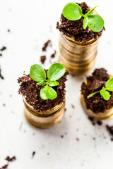 Golden coins in soil with young plant. Money growth concept.