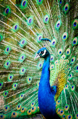 Obraz premium beautiful peacock
