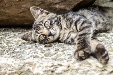 Gray cat with orange eyes,