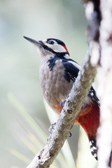 Great Spotted Woodpecker (Dendrocopos major canariensis), subspecies, Tenerife, Canary Islands, Spain.