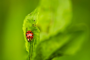 ladybug