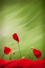 Obraz premium Three red poppy flowers and buds on green background with red cloth