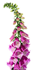 Digitalis