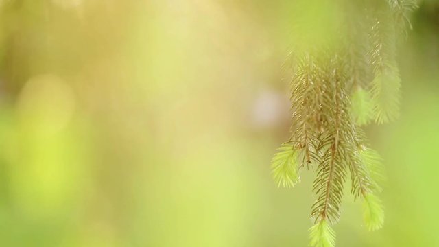 Close up of Pine or Fir tree branches moving on wind. Sunlight through needles. Video footage of real beautiful green prickly branches at sunset time. Charming natural background with copy space.