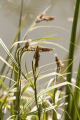 River Grass. A close up of grasses that grow along the canal side showing their seed heads and elegant lines.