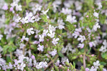 Thymus vulgaris / Common Thyme/, variety with pale pink flowers
